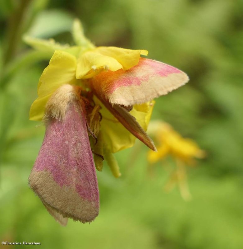 Primrose moths (<em>Schinia florida</em>), #11164