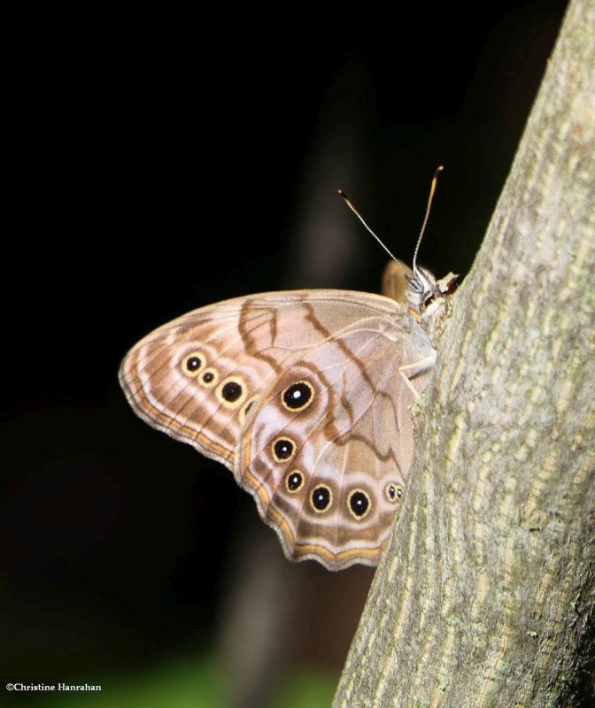 Northern pearly eye butterfly  (Lethe anthedon) 