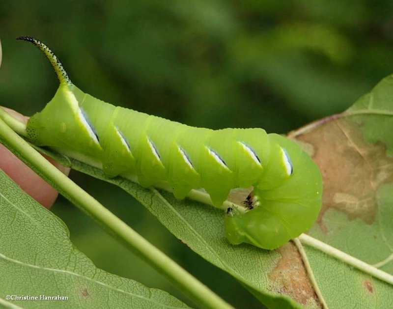 Laurel sphinx moth caterpillar (Sphinx kalmiae), #7809