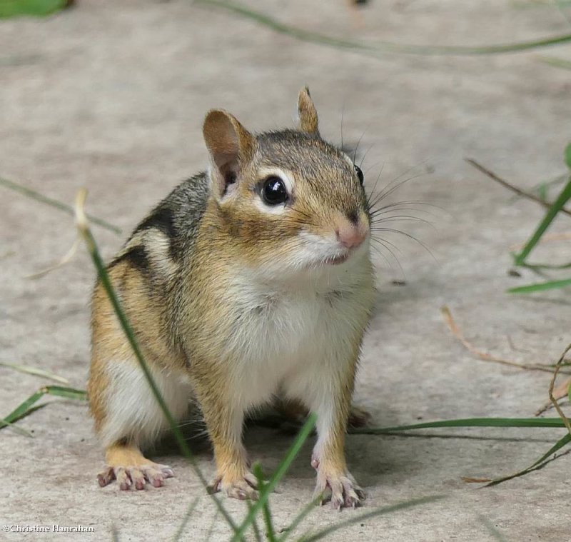 Eyeing the bird feeder