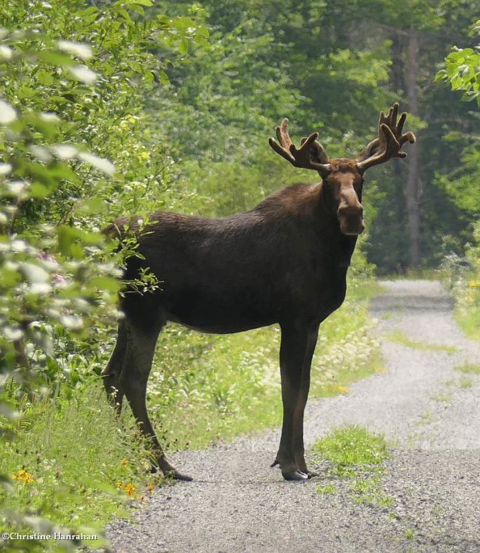 Moose (Alces alces)