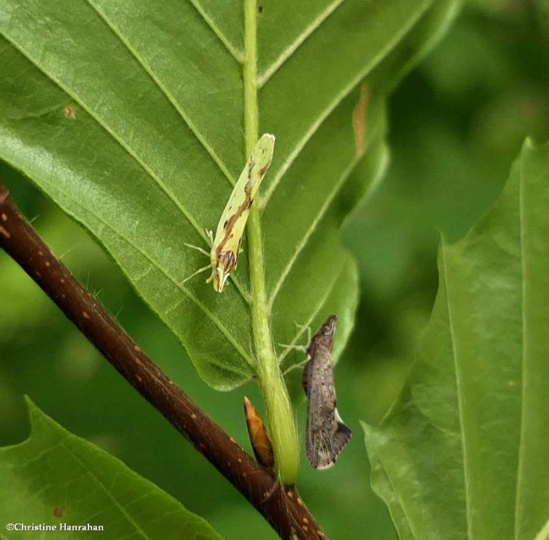 Derbid planthoppers