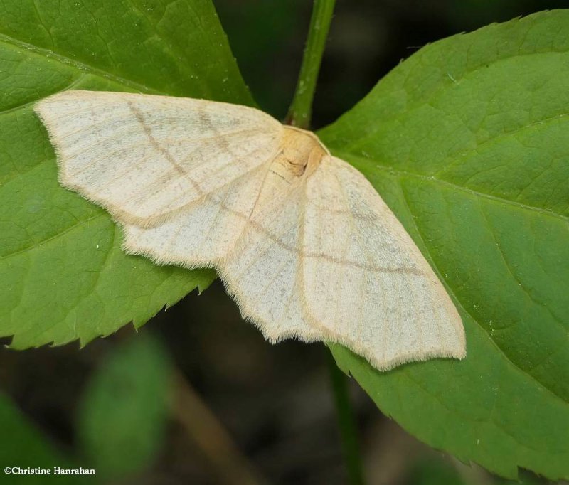 Straw besma moth  (Besma endropiaria), #6884