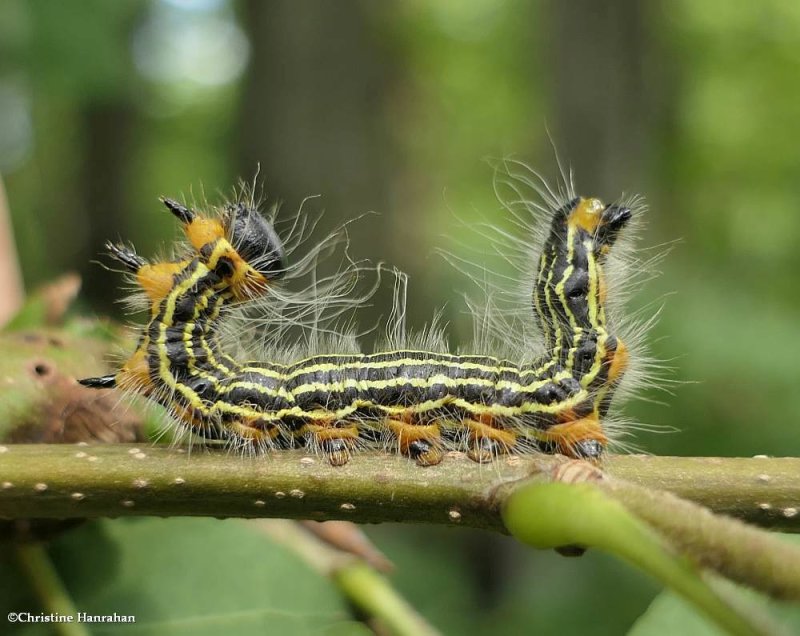 Datana moth caterpillar (Datana)