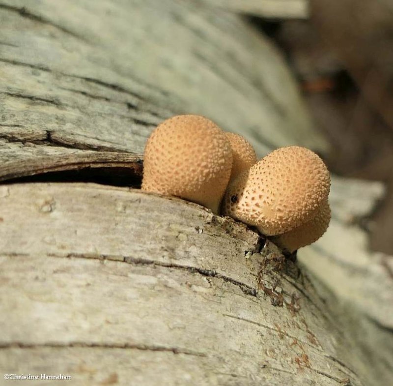 Puffballs