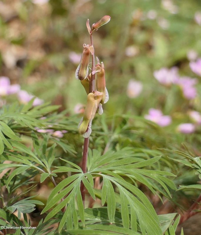 Squirrel corn (Dicentra canadensis)