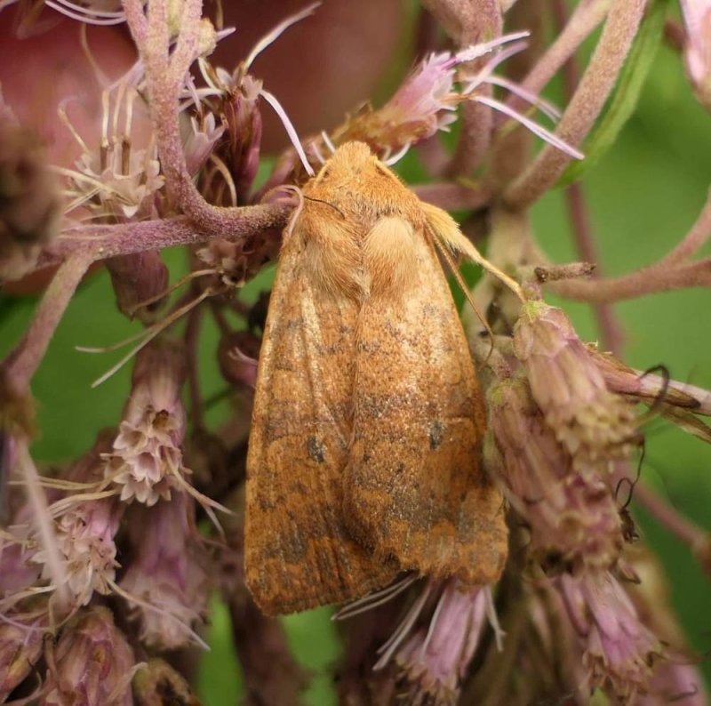 Bicolored sallow moth  (Sunira bicolorago), #9957