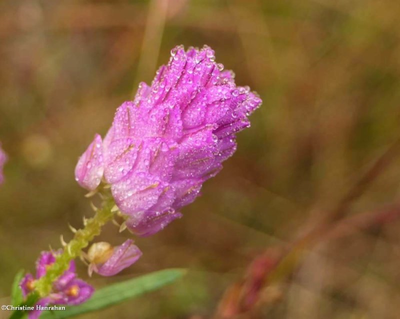 Field milkwort (Polygala sanguinea)