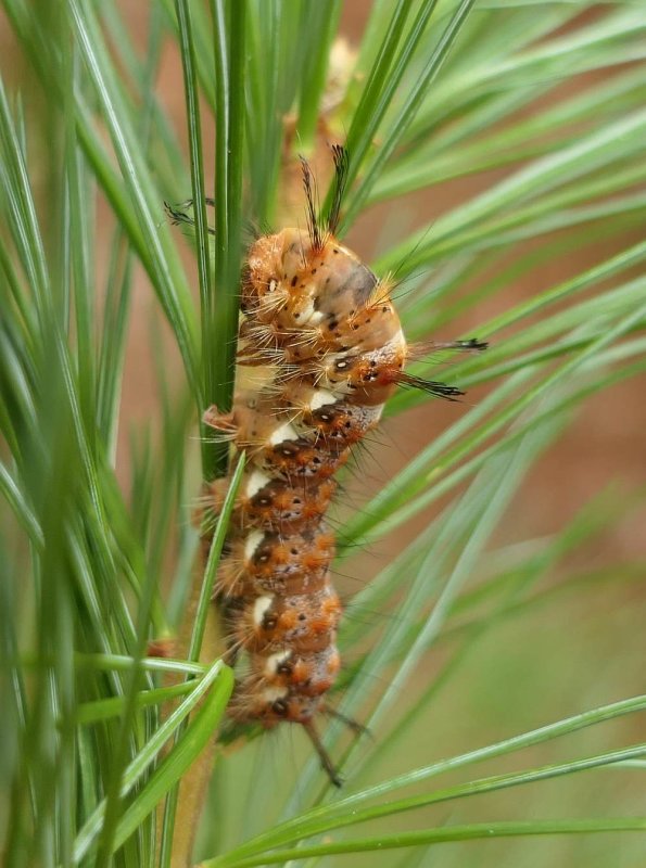 Eastern panthea moth caterpillar  (Panthea furcilla),   #9182