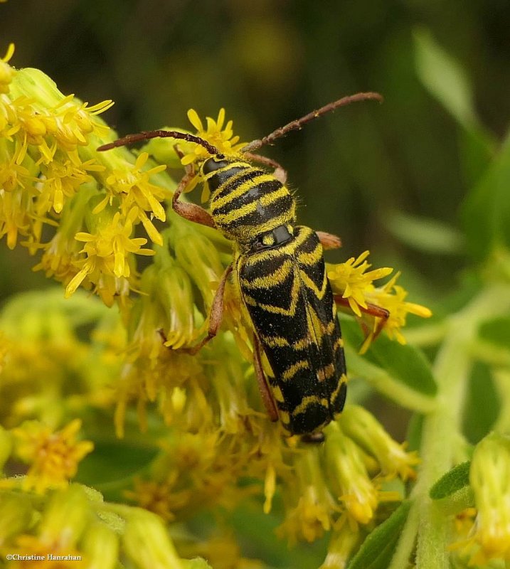 Locust borer beetle (<em>Megacyllene robiniae</em>)