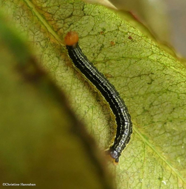 Cherry scallop shell moth caterpillar (Rheumaptera prunivorata), #7292 