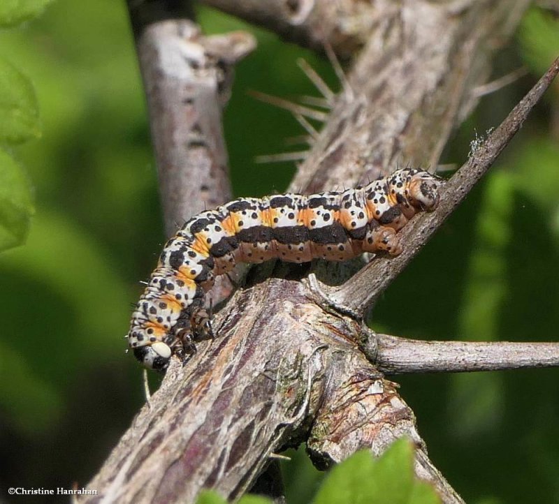 Drab angle moth caterpillar (Macaria evagaria),  #6278