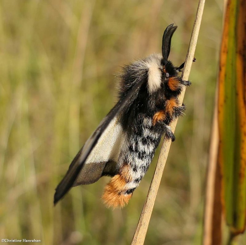 Bogbean Buckmoth (Hemileuca sp.)