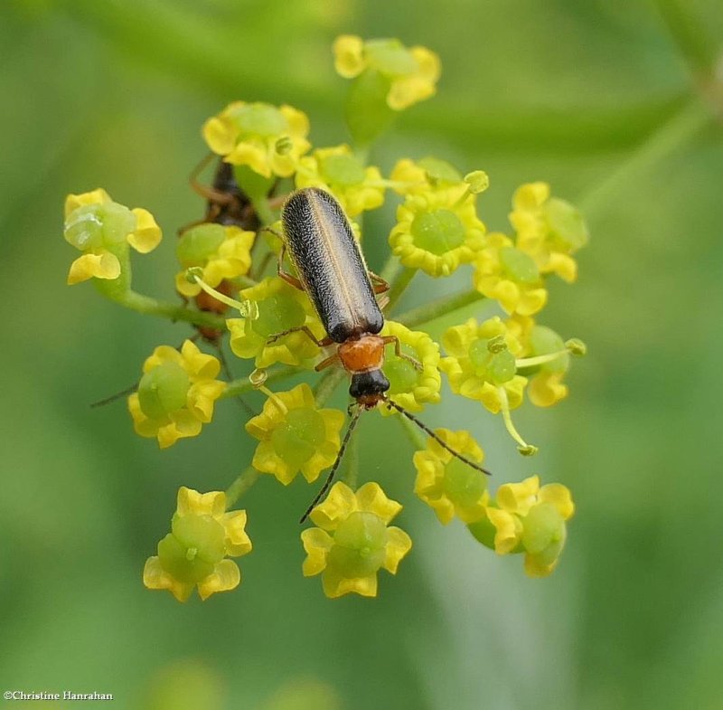 Soldier beetle (Rhagonycha)