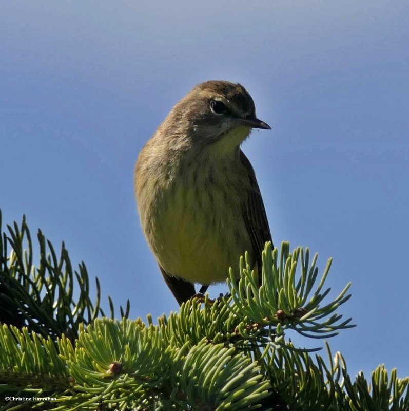 Palm warbler