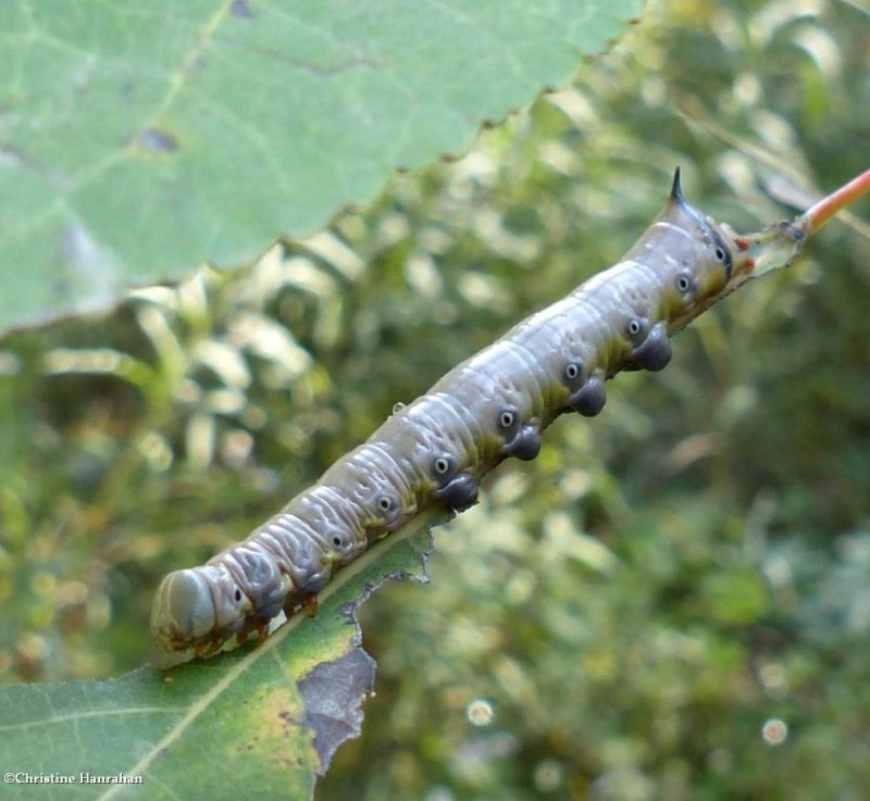 False sphinx caterpillar (Pheosia rimosa), #7922