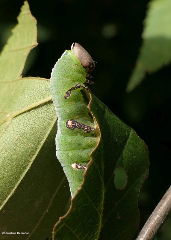 Wavy-lined heterocampa moth caterpillar (Heterocampa biundata), #7995