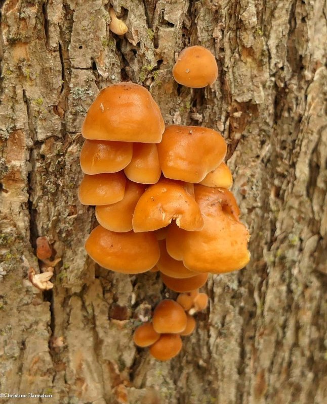 Velvet foot mushrooms  (Flammulina velutipes)