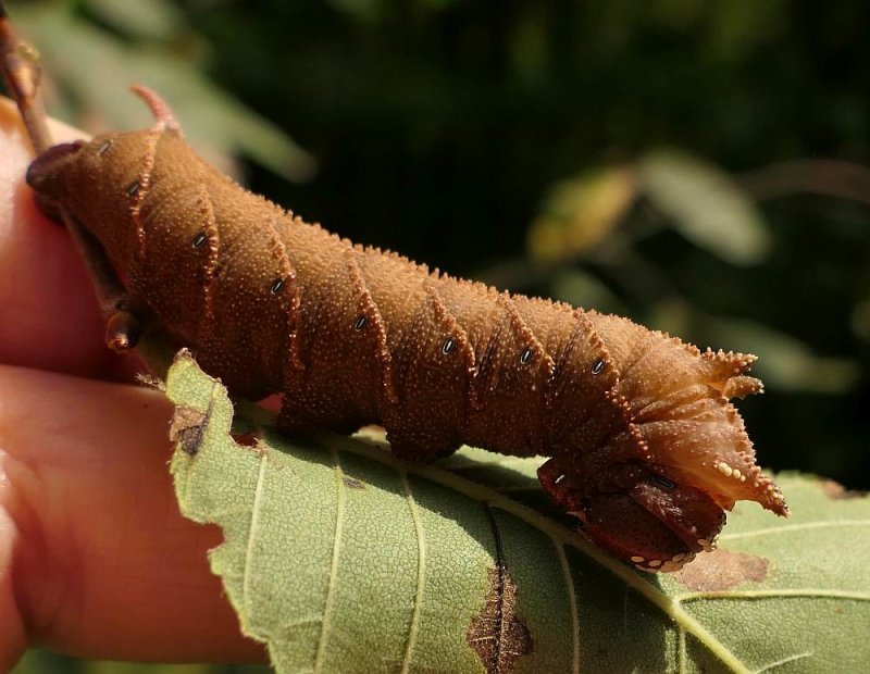Elm sphinx moth caterpillar (Ceratomia amyntor),  #7786