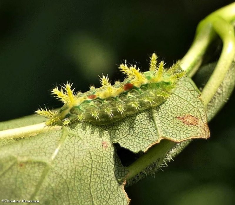 Spiny oak slug moth caterpillar (Euclea delphinii), #4697