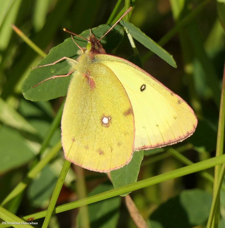 Clouded sulphur butterfly (Colias philodice)