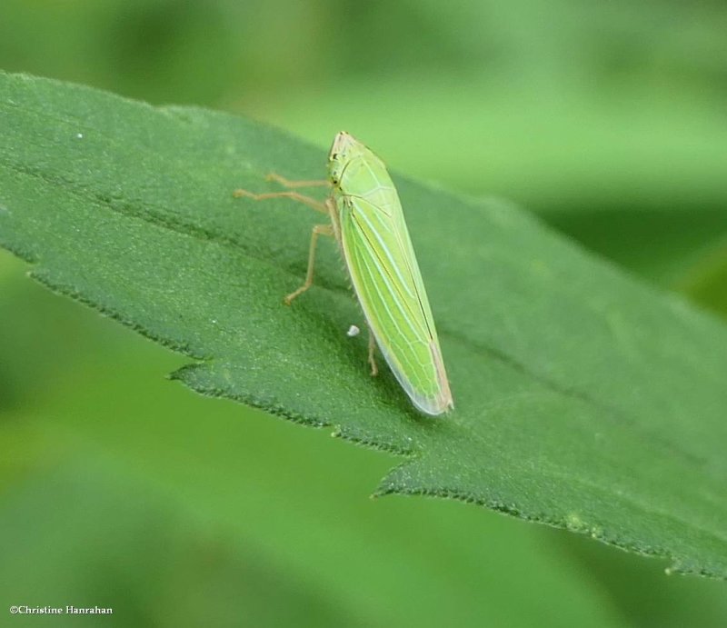 Black-ledged sharpshooter (Draeculacephala noveboracensis)