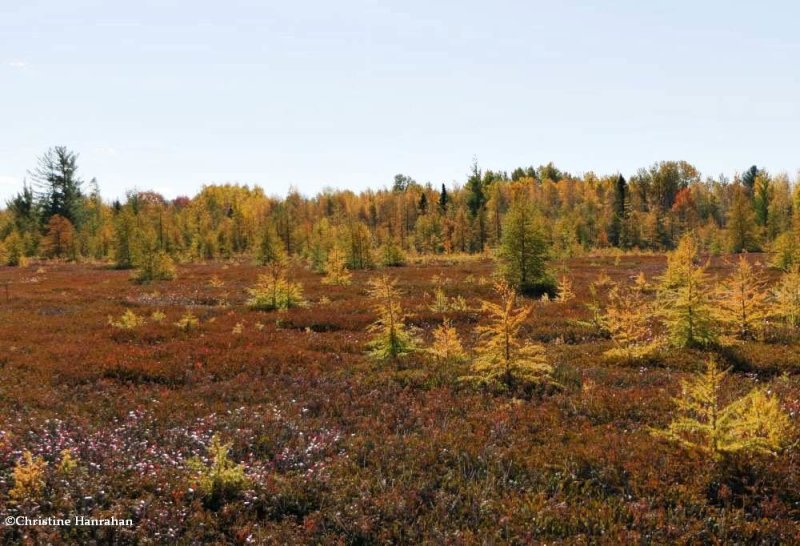 Mer Bleue Bog