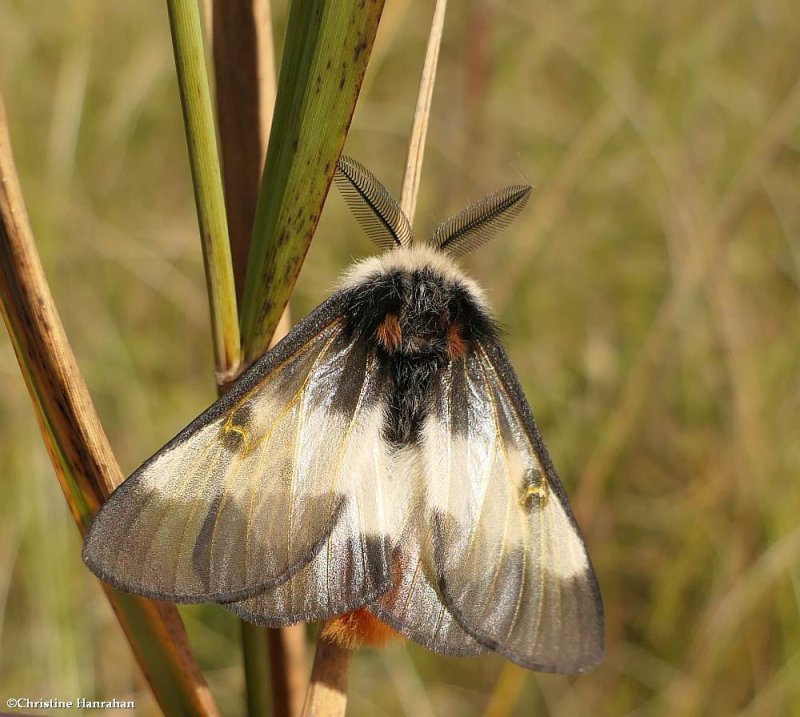 Bogbean Buckmoth (Hemileuca sp.)