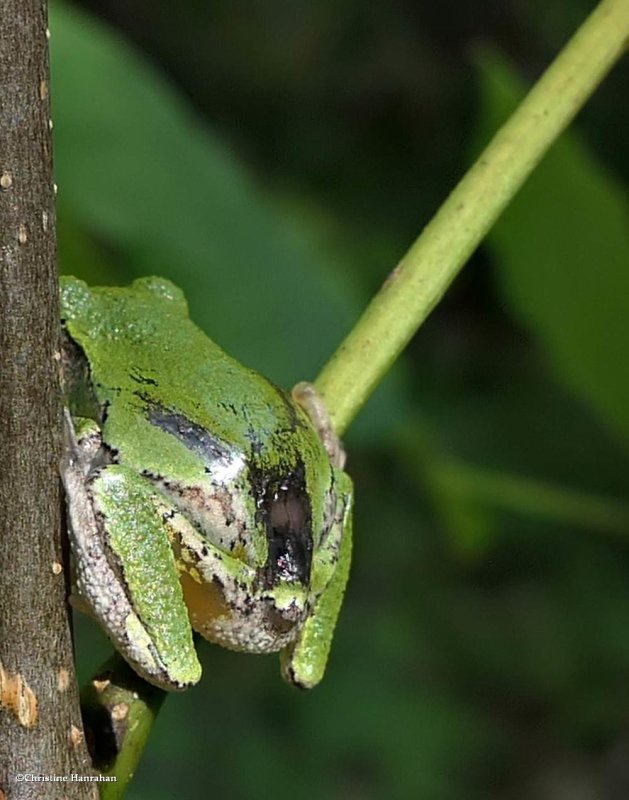 Grey treefrog   (Hyla versicolor)