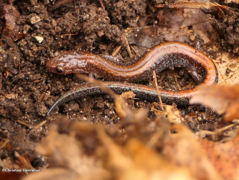 Eastern red-backed salamander  (Plethodon cinereus)