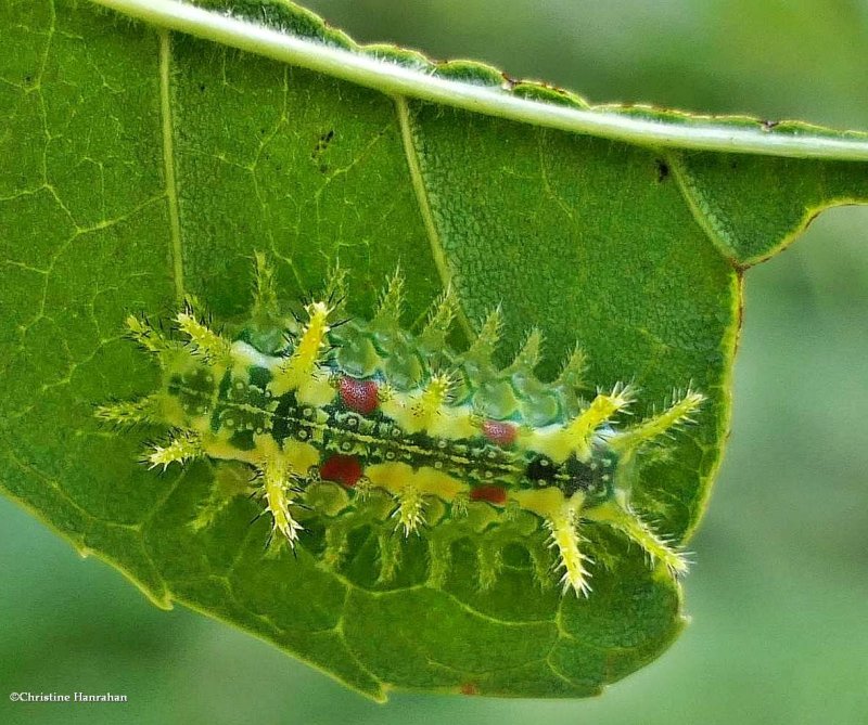 Spiny oak slug moth caterpillar (Euclea delphinii), #4697