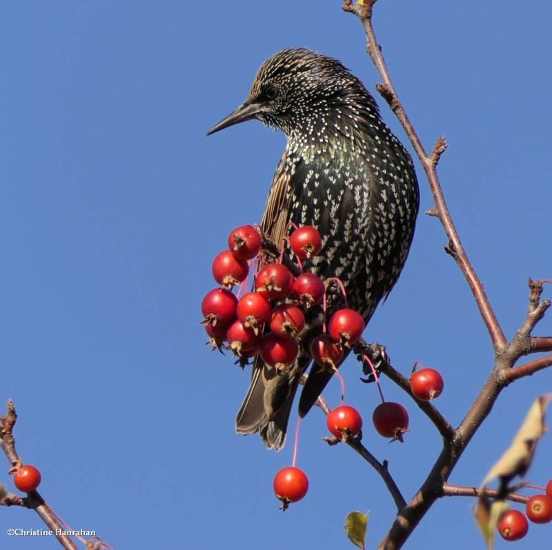 European starling