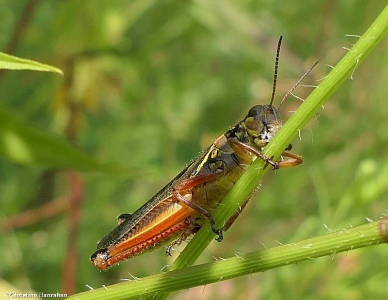 Grasshopper (Melanoplus sp.)