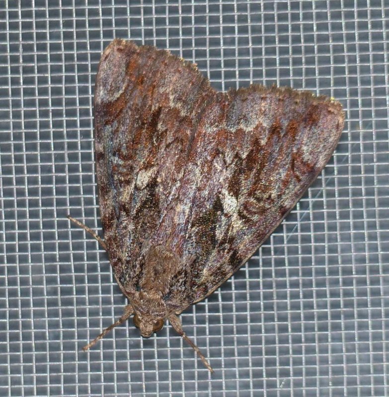 Betrothed underwing moth  (Catocala innubens), #8770