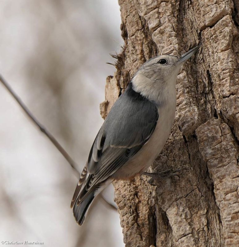 White-breasted nuthatch