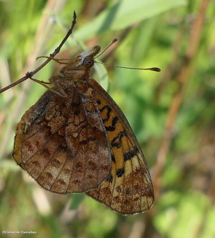 Meadow fritillary (Boloria bellona)