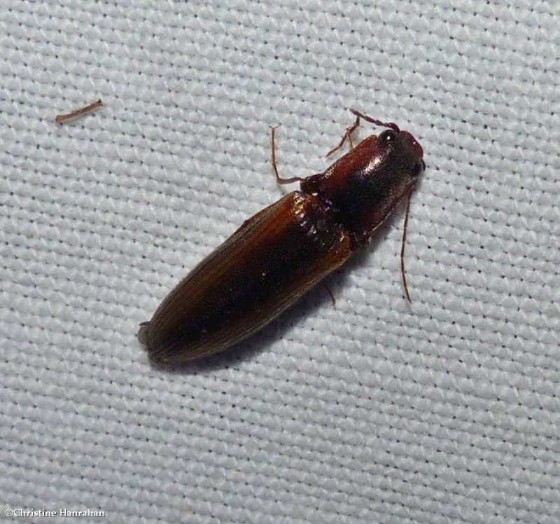 Click beetle (Athous rufifrons)
