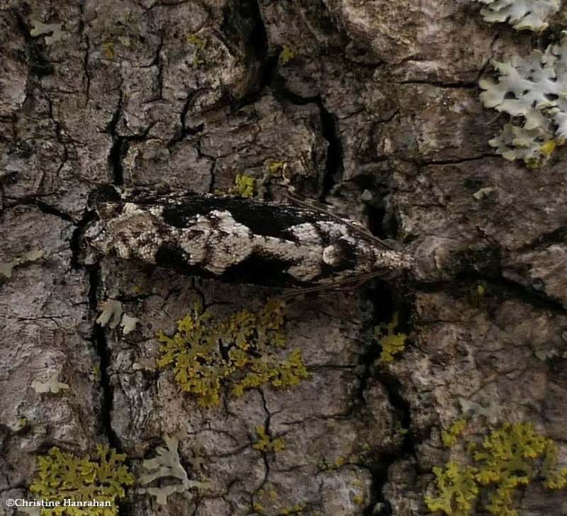 Tortricid moth (Gretchena amatana), #3264