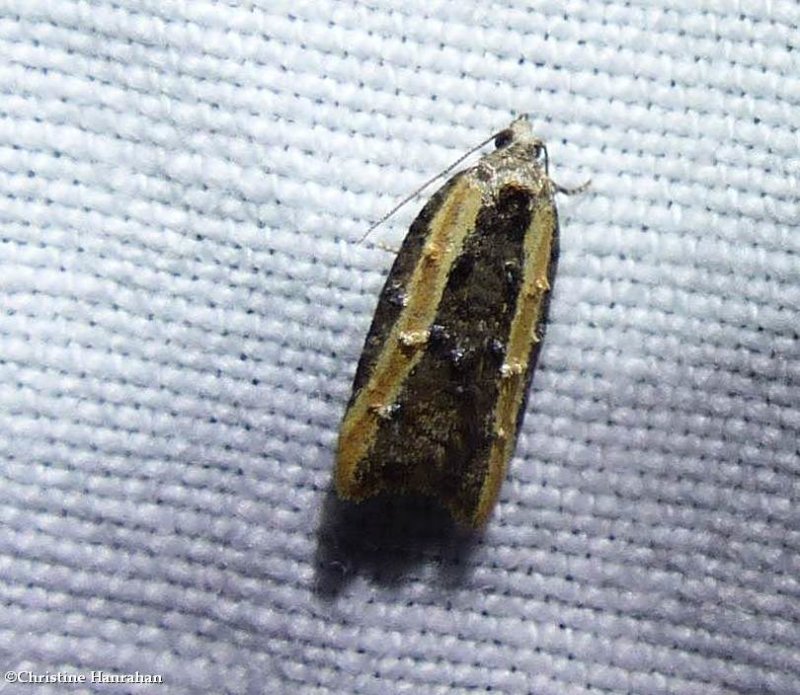 Eastern black-headed budworm moth (Acleris variana), #3548