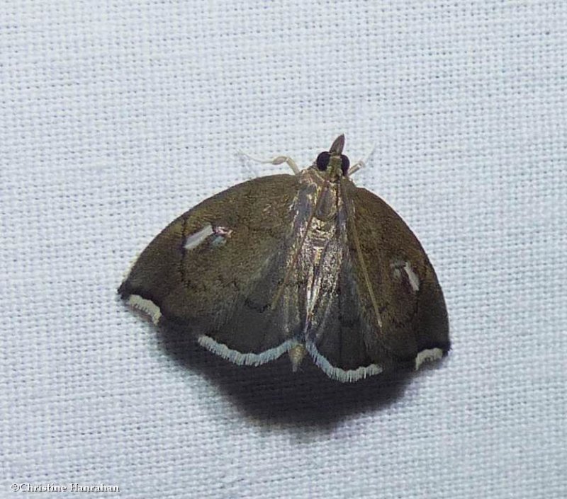 Titian peale's crambid moth (Perispasta caeculalis), #4951