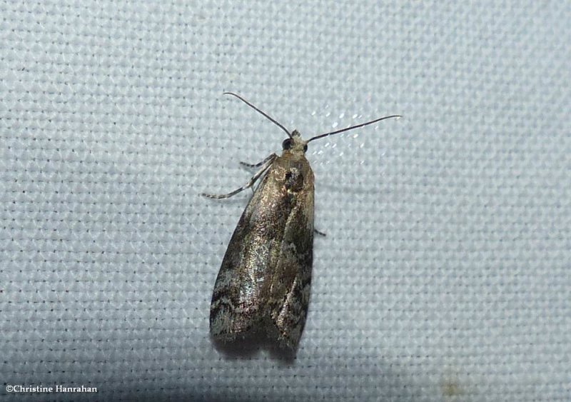 Viburnum Glyptocera Moth (Glyptocera consobrinella), #5745