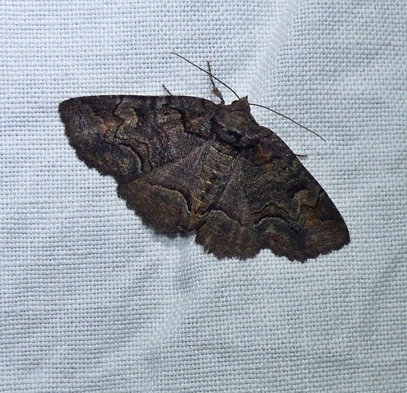 Brown spotted zale moth (Zale helata),  #8704