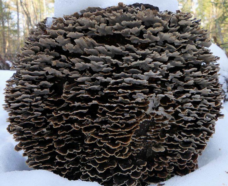 Turkey tails fungi (Trametes versicolor)