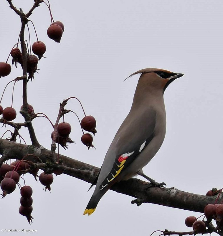 My world - 3: Bohemian waxwing