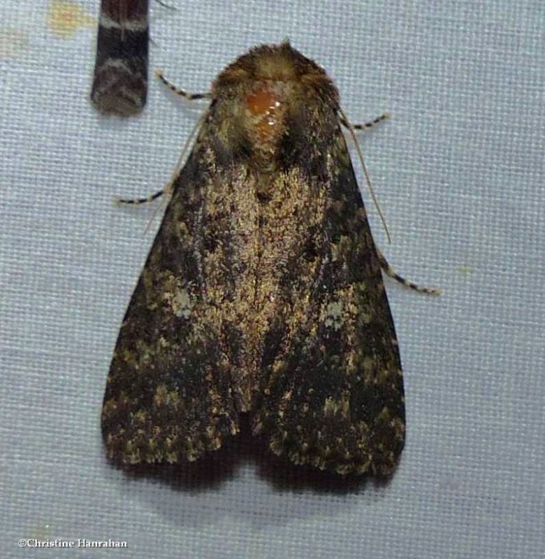 Dusky groundling moth (Condica vecors), #9696