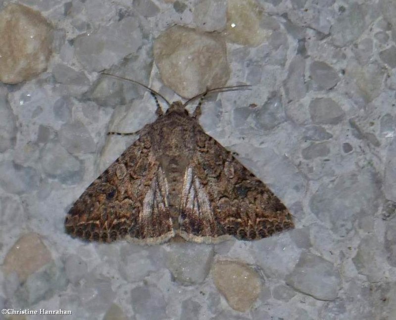 The nutmeg moth (Anarta trifolii), #10223