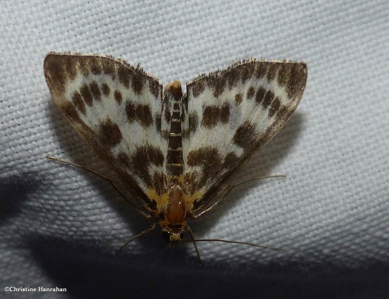 Small magpie moth (Anania hortulata), #4952