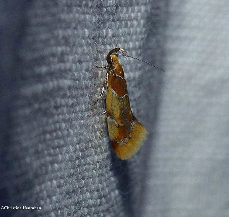 Orange-headed epicallima moth  (Epicallima argenticinctella), #1046