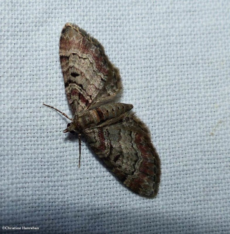 Spruce cone looper moth (<em>Eupithecia mutata</em>), #7575