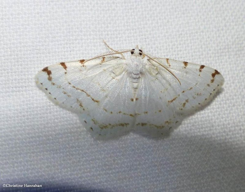 Lesser maple spanworm moth (Macaria pustularia),  #6273